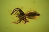 Detailed Fossil Spider (Aranea) In Baltic Amber - Jewelers Quality #102767-2
